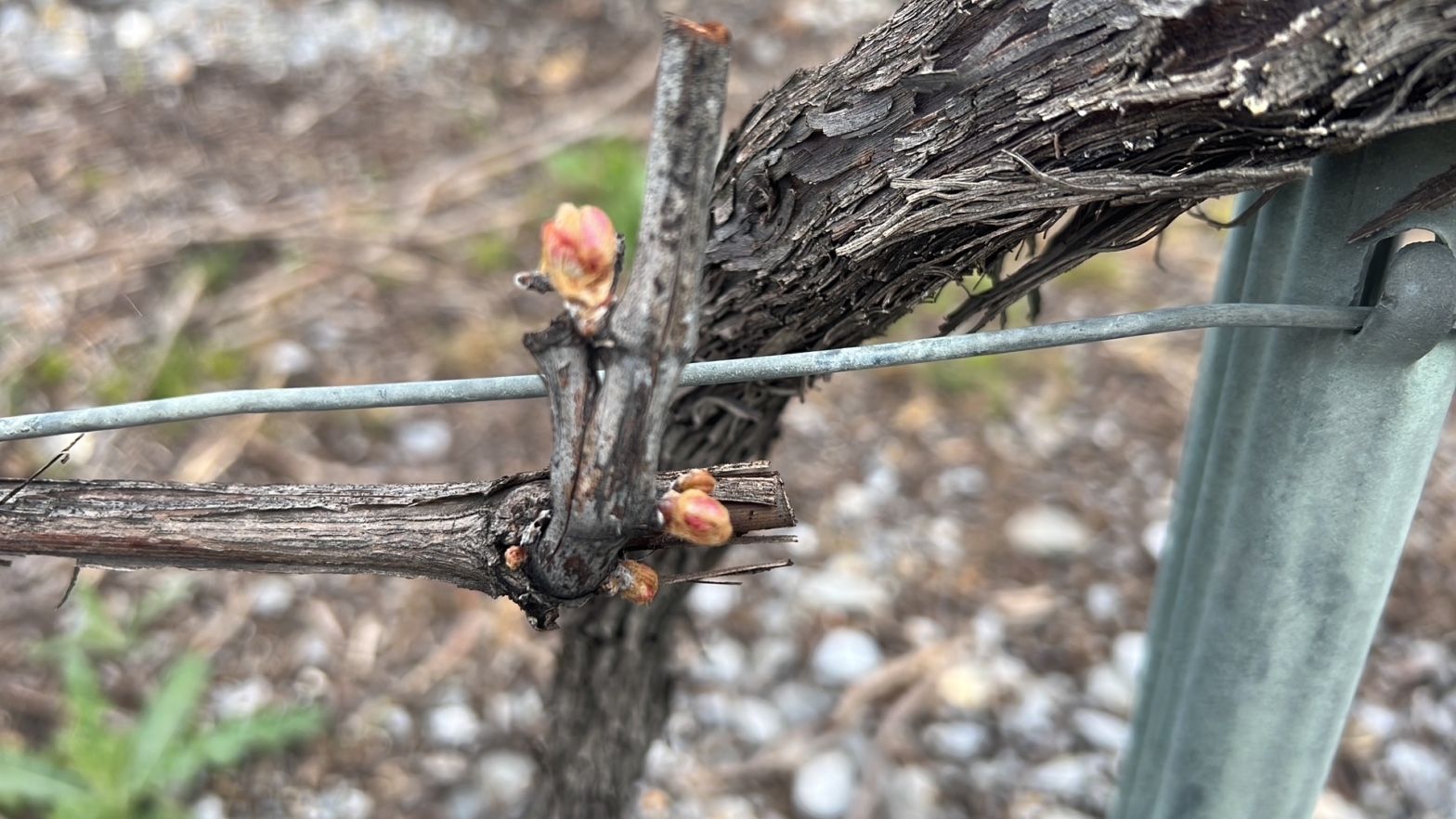 Bourgeons de vigne au débourrement
